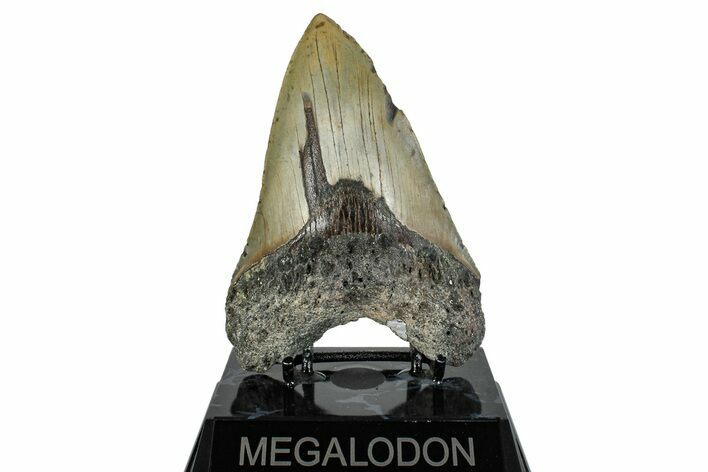 Fossil Megalodon Tooth - North Carolina #274782